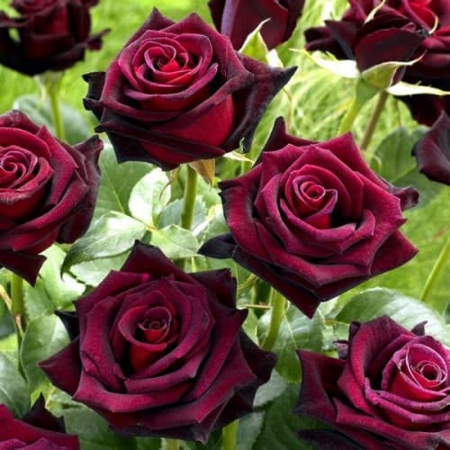 Роза Блэк баккара (Black Baccara)