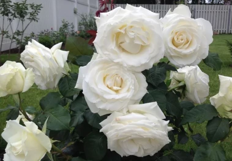 Роза ЛомоHосов (Lomonosov)