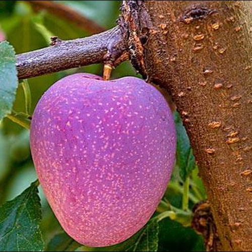 Плумкот Колибри