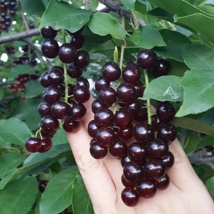 Церападус (гибрид вишня черемуха) Алиса