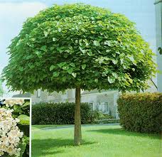 Катальпа бигнониевидная Ауреа(Catalpa bignonioides Koehnei)
